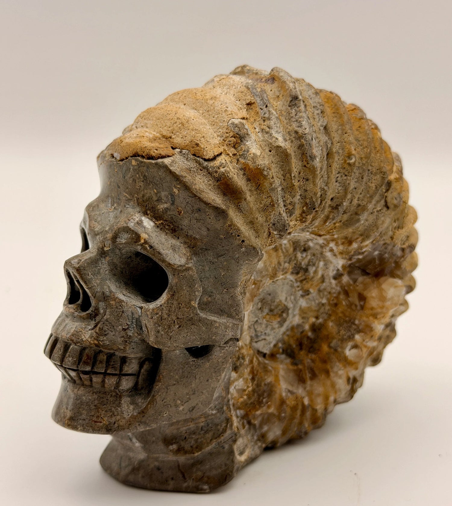 Fossils Collection