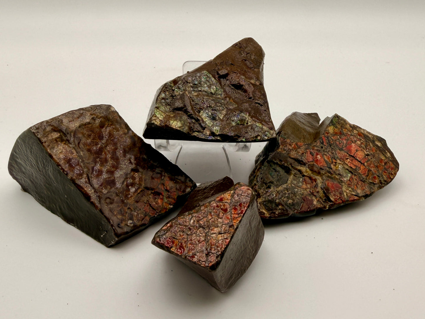 Ammolite