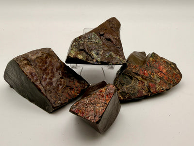 Fossils
