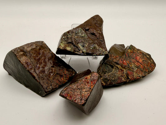 Ammolite
