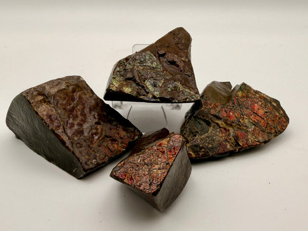 Ammolite