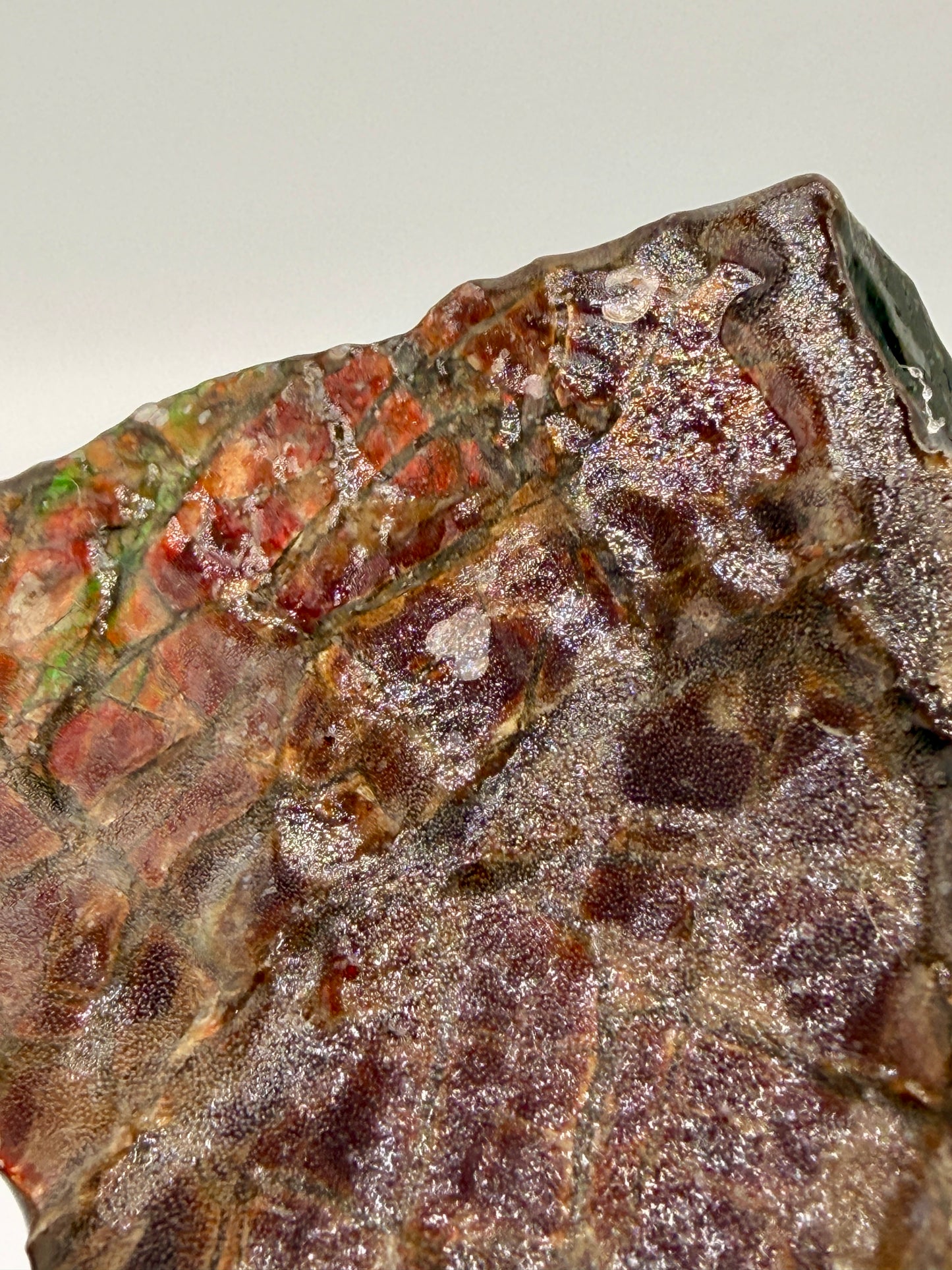 Ammolite