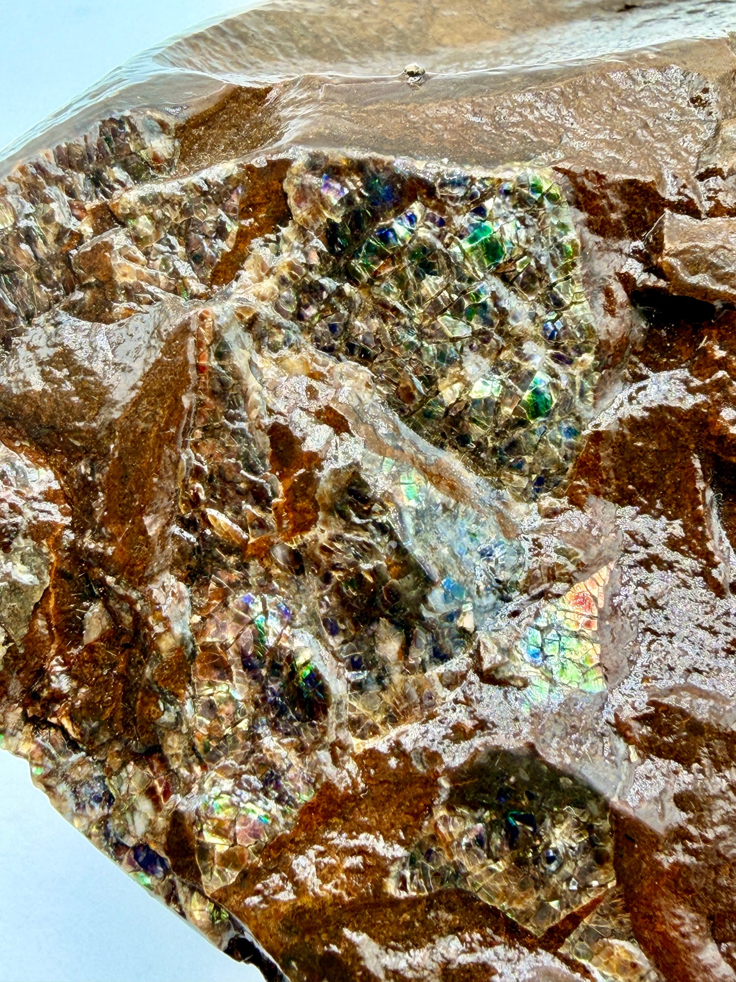 Ammolite