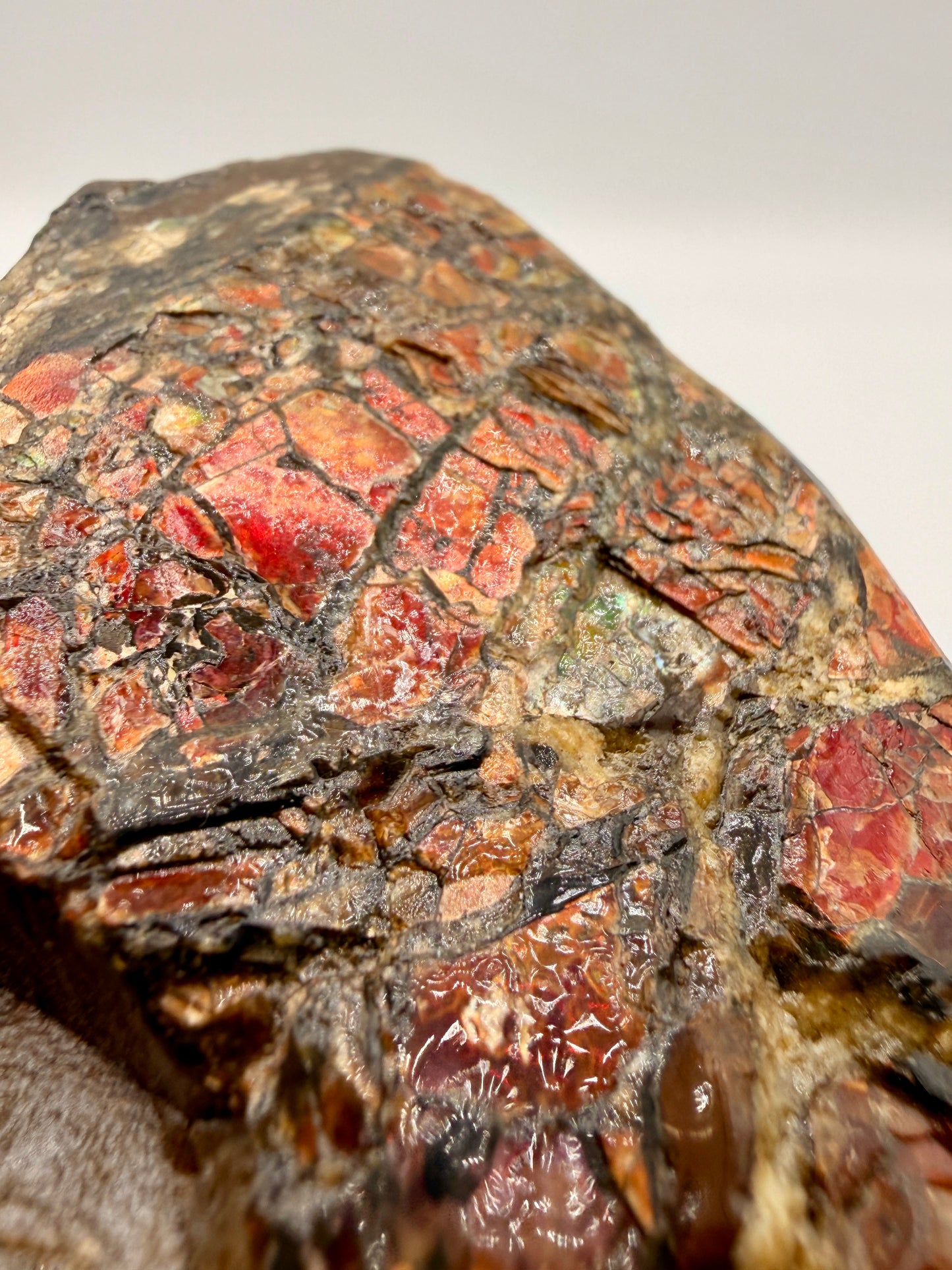 Ammolite