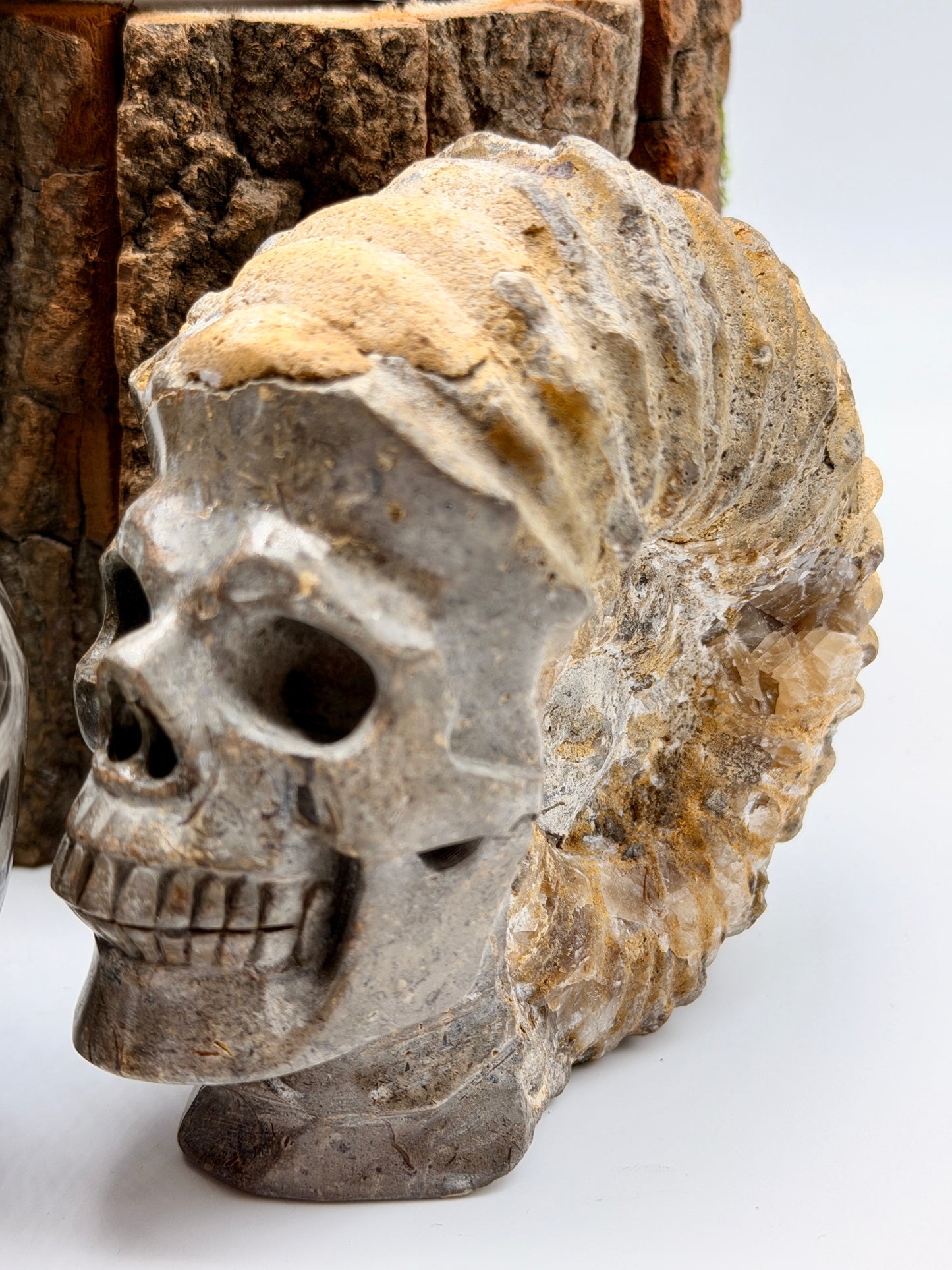 Ammonite Skull