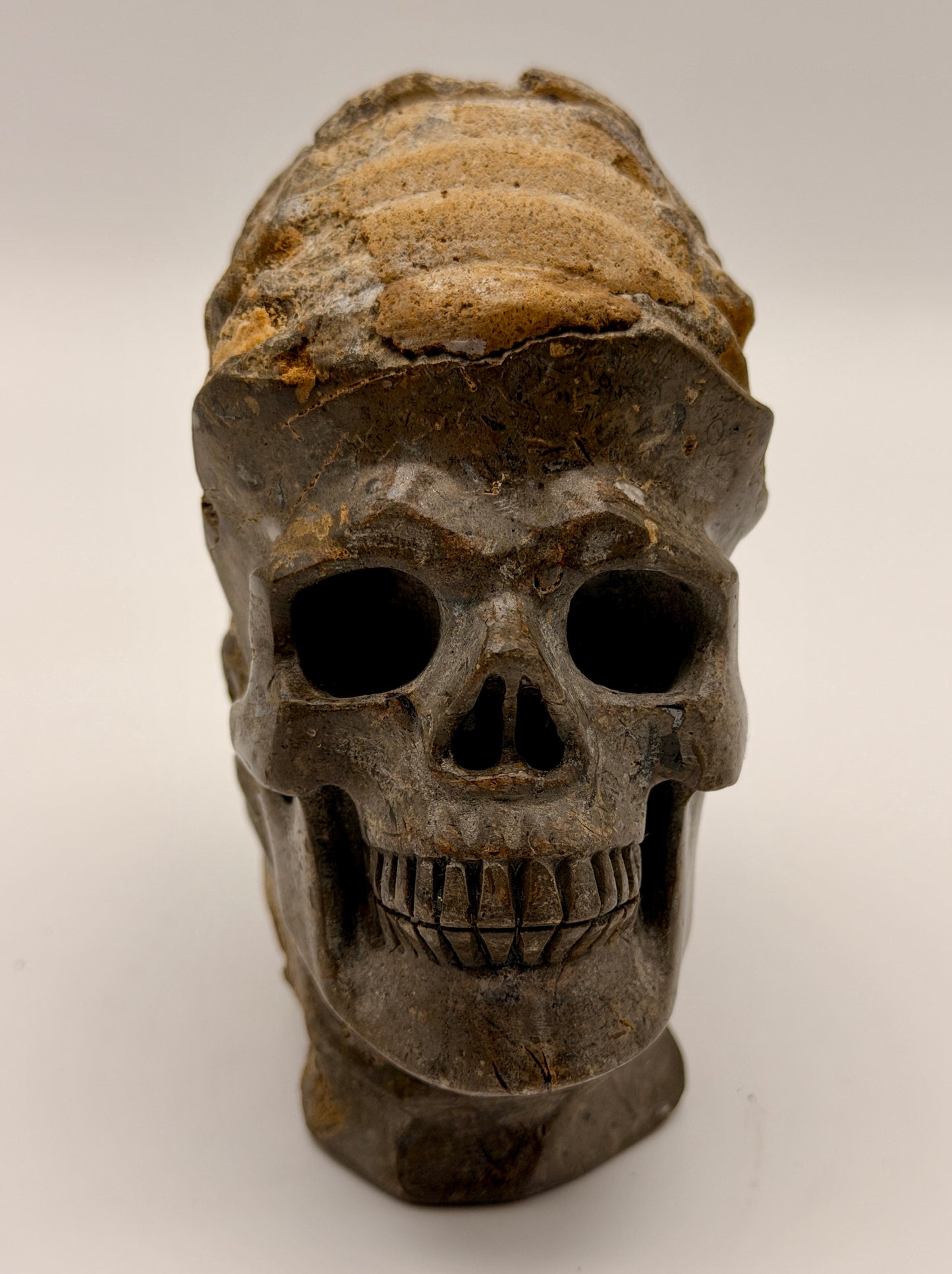 Ammonite Skull