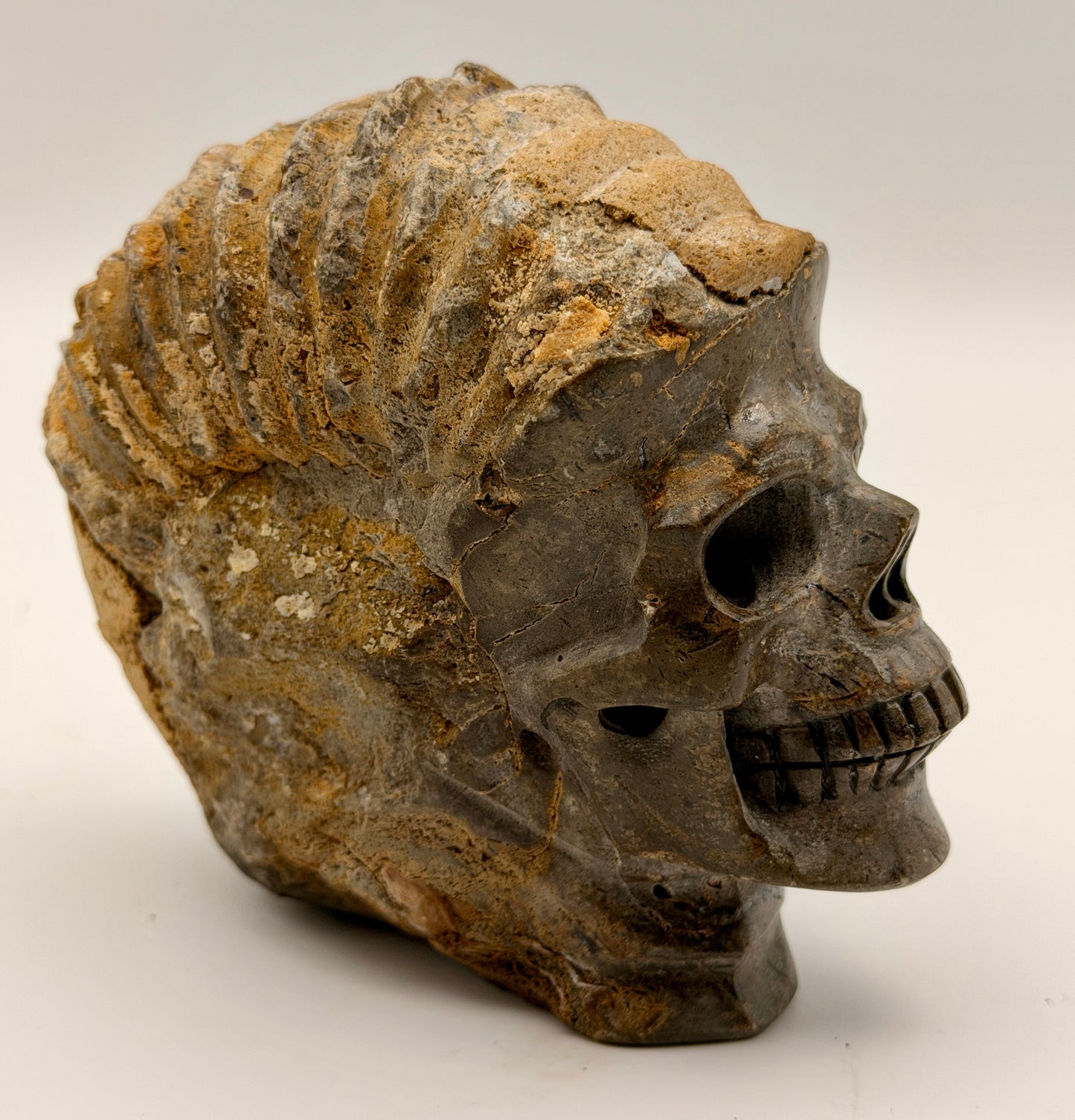 Ammonite Skull