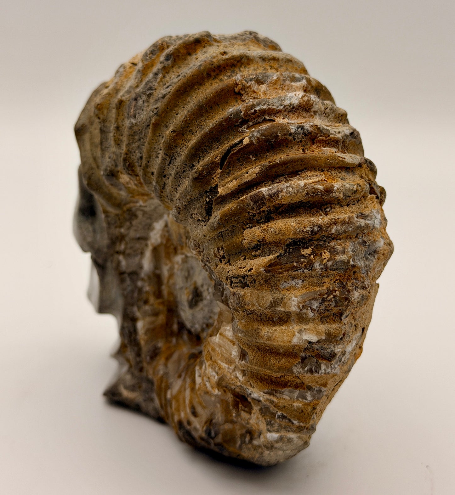 Ammonite Skull