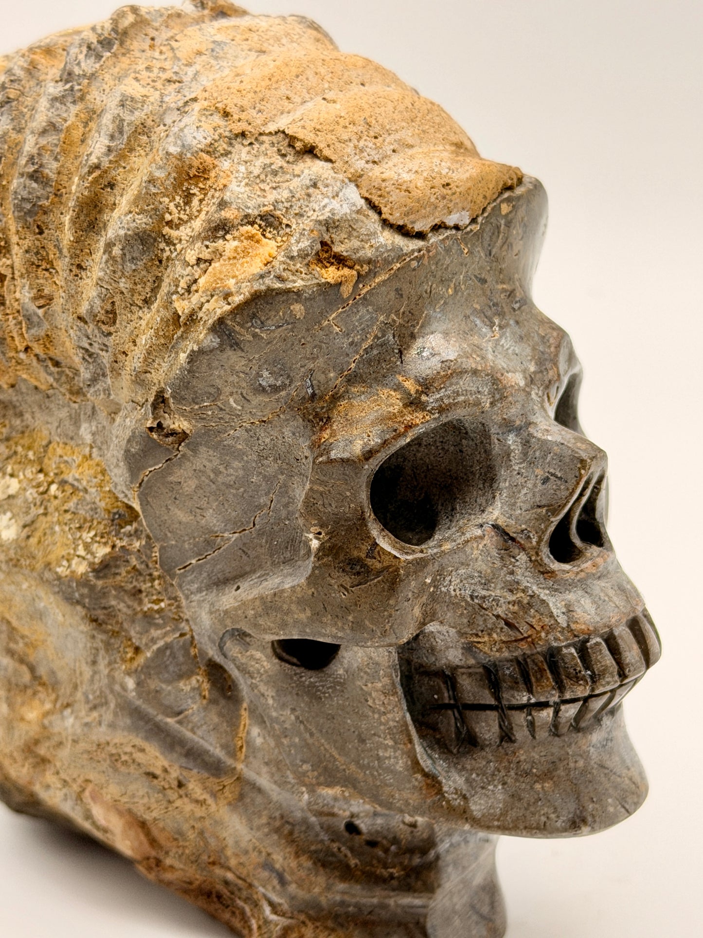 Ammonite Skull