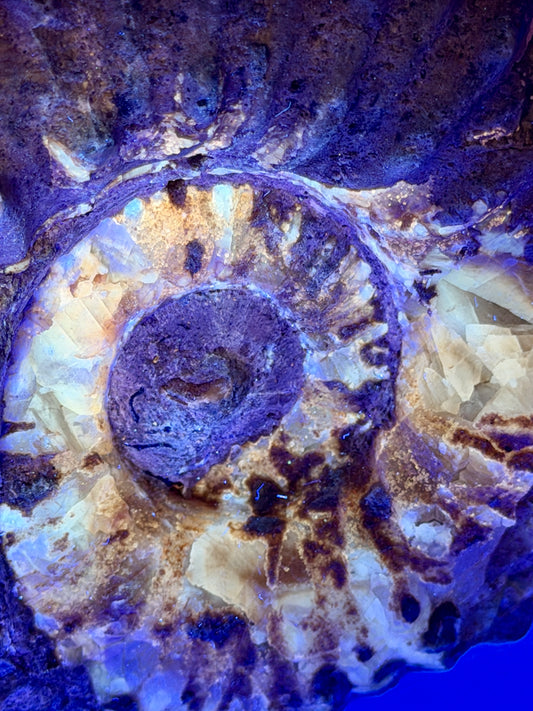 Ammonite Skull