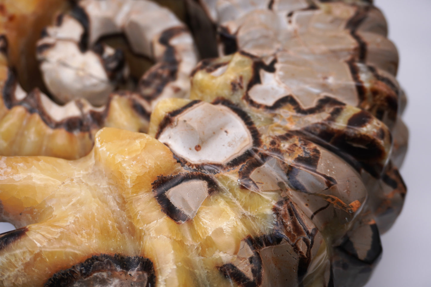 Septarian Ammonite Carving