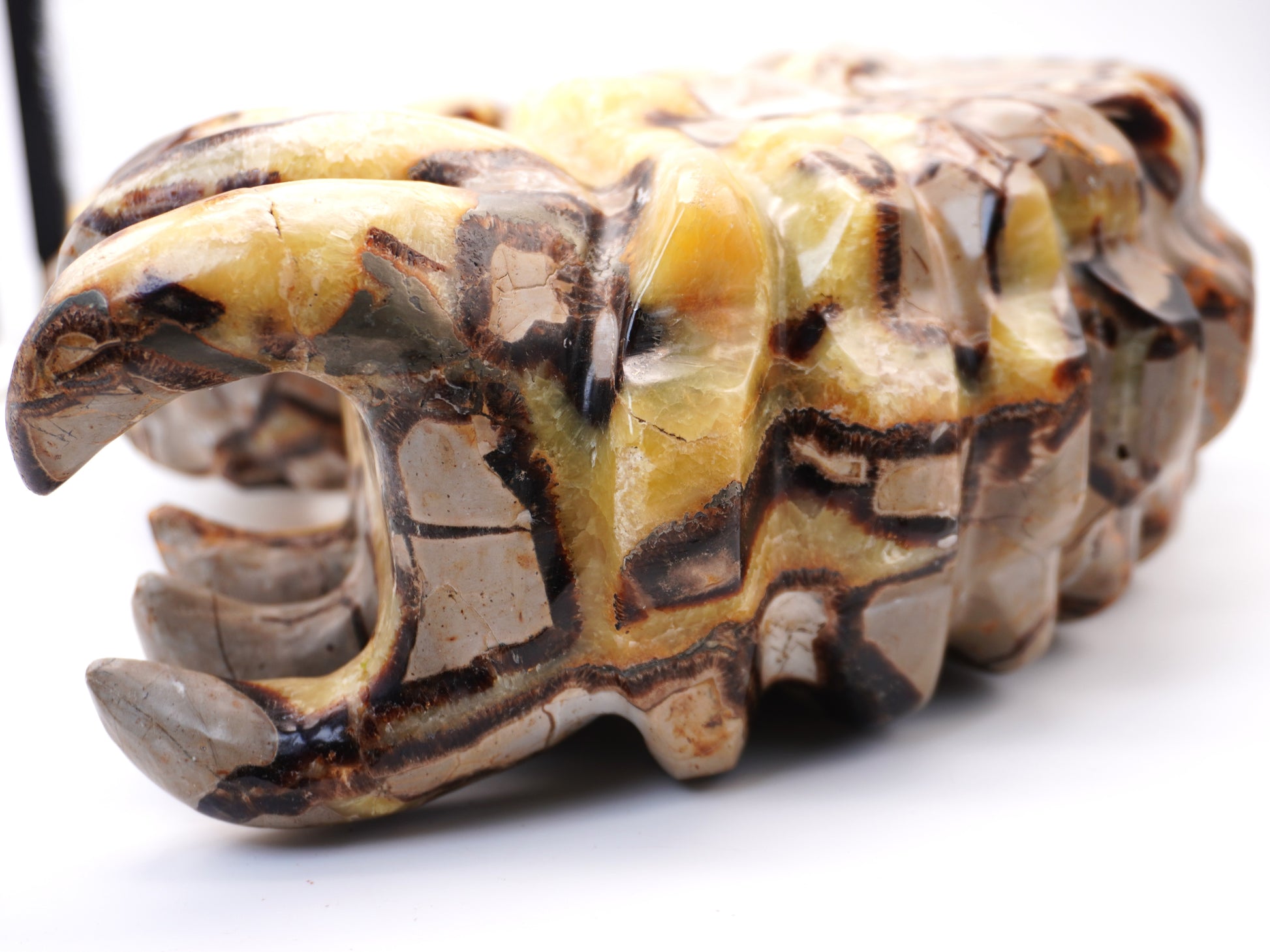 Septarian Ammonite Carving