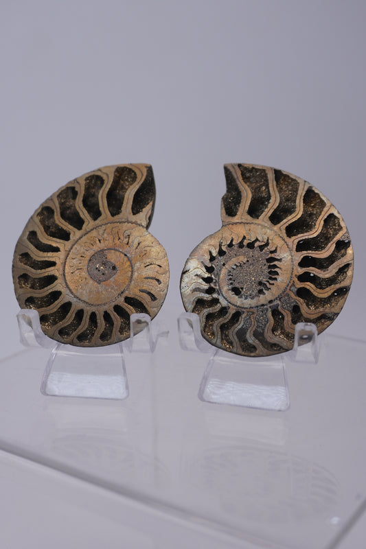 Pyritized & Opalized Ammonites