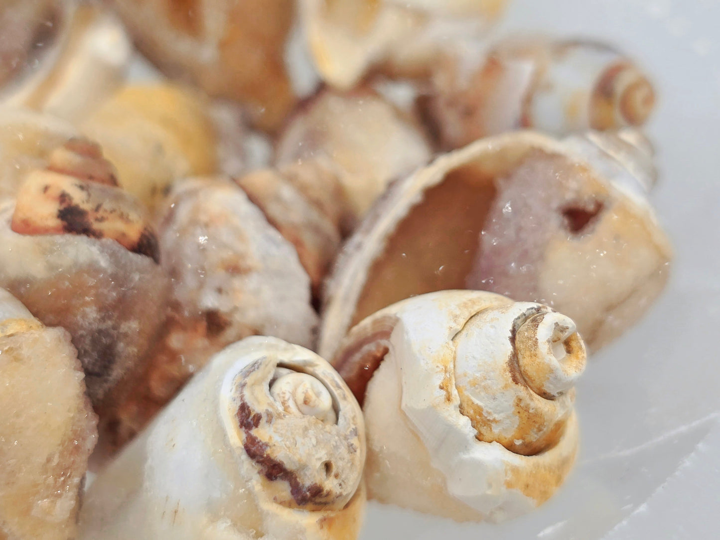 Fossilized Spiralite Quartz mini conch shells