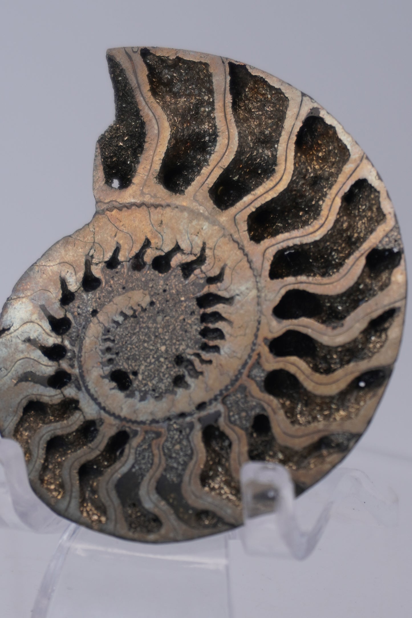 Pyritized & Opalized Ammonites