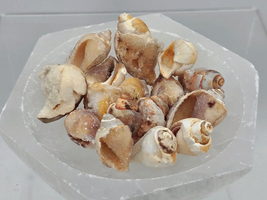 Fossilized Spiralite Quartz mini conch shells