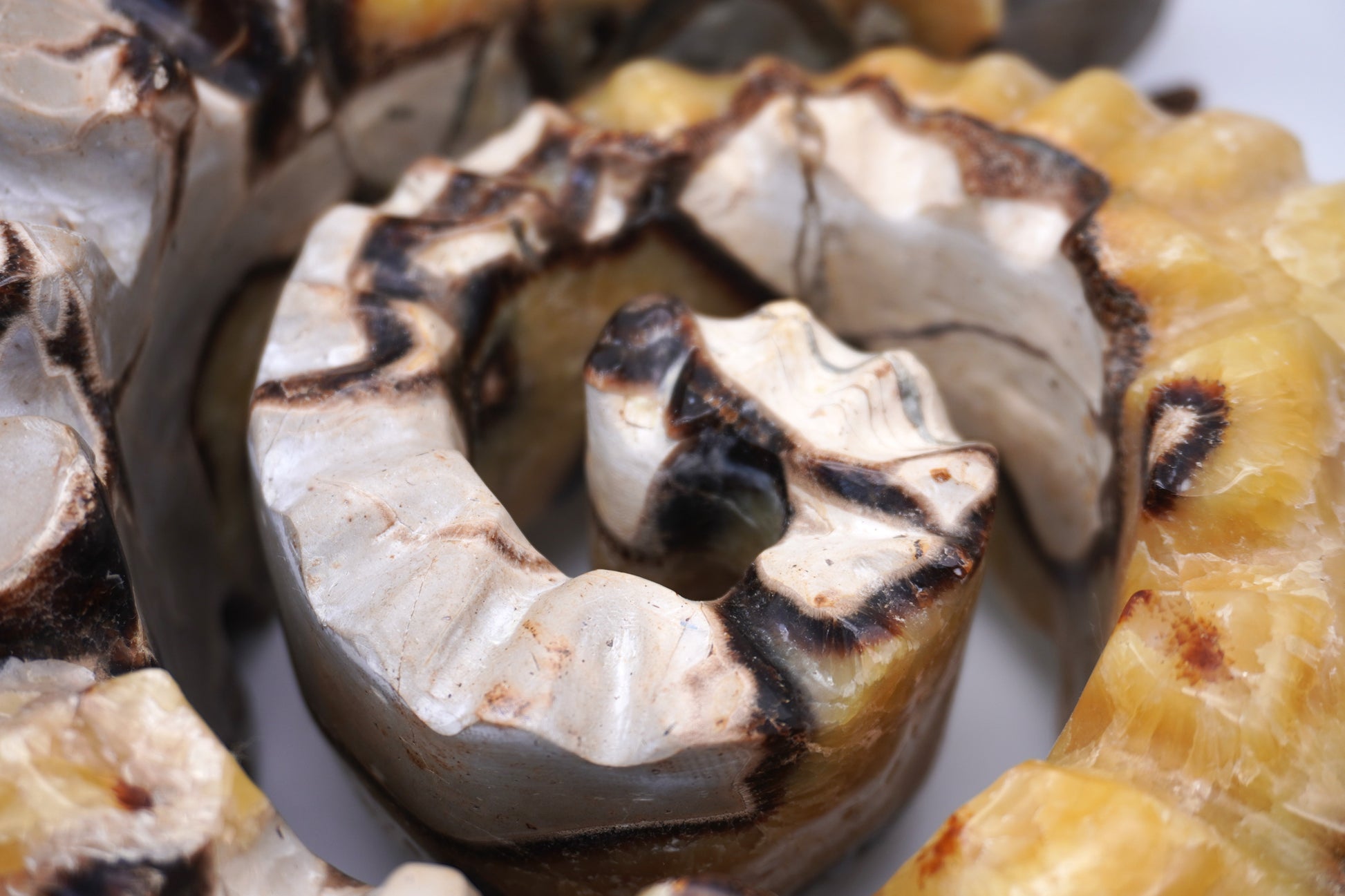 Septarian Ammonite Carving