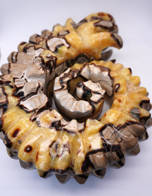 Septarian Ammonite Carving