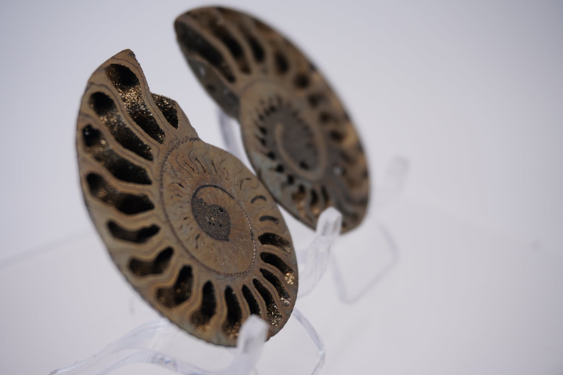 Pyritized & Opalized Ammonites