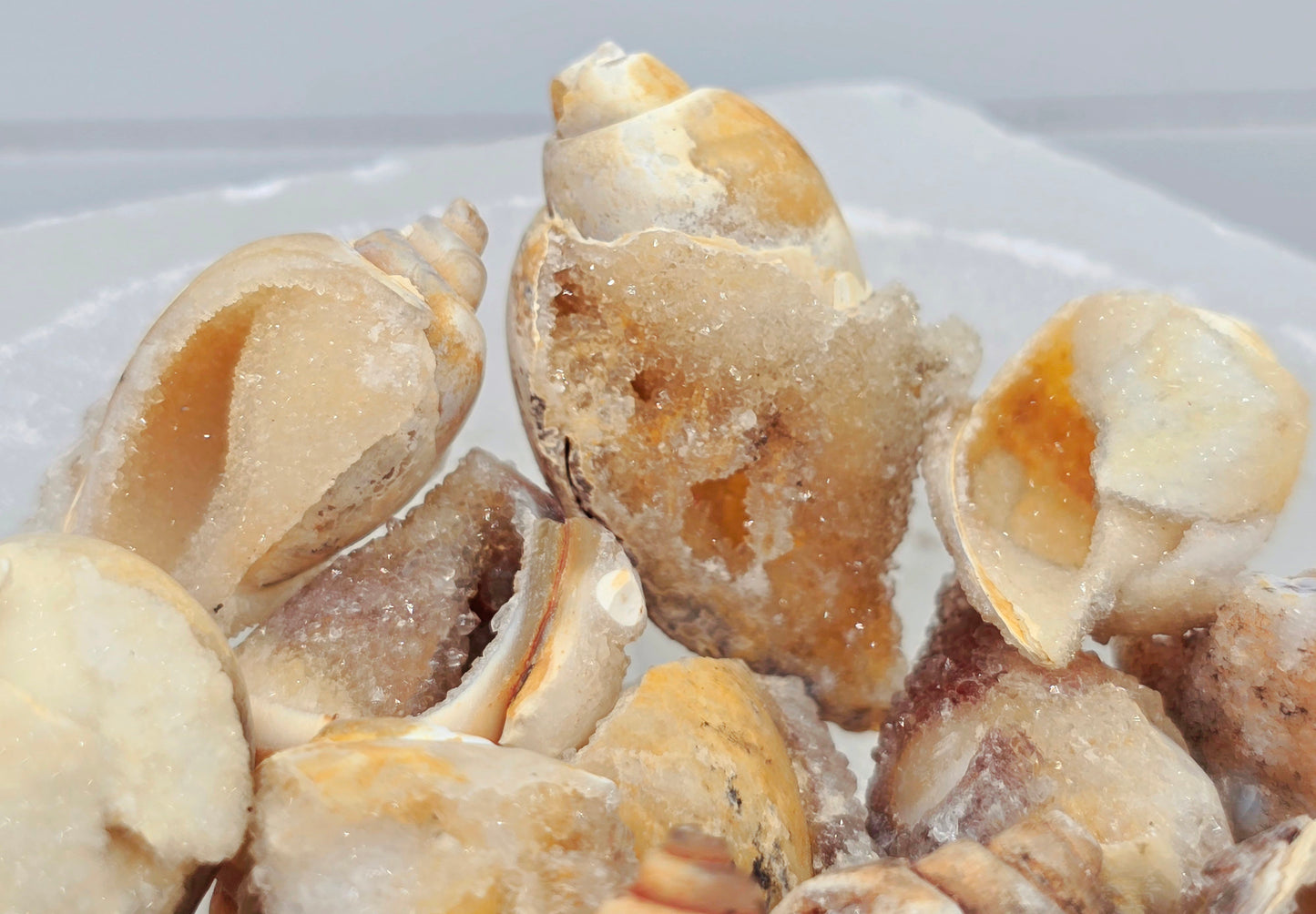 Fossilized Spiralite Quartz mini conch shells